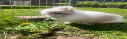 Angora rabbits for sale: Beautiful Angora/ lionhead rabbits - Advert 7