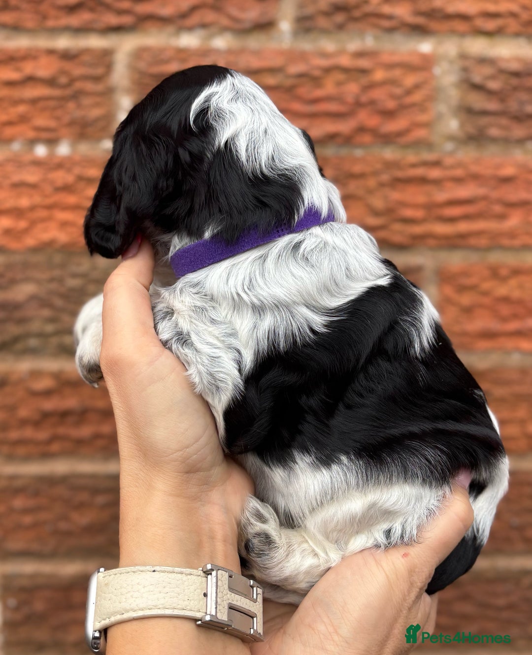 Cocker Spaniel dogs for sale: KC Reg Show Cocker Rizi Bizi bloodline Puppies - Image 12