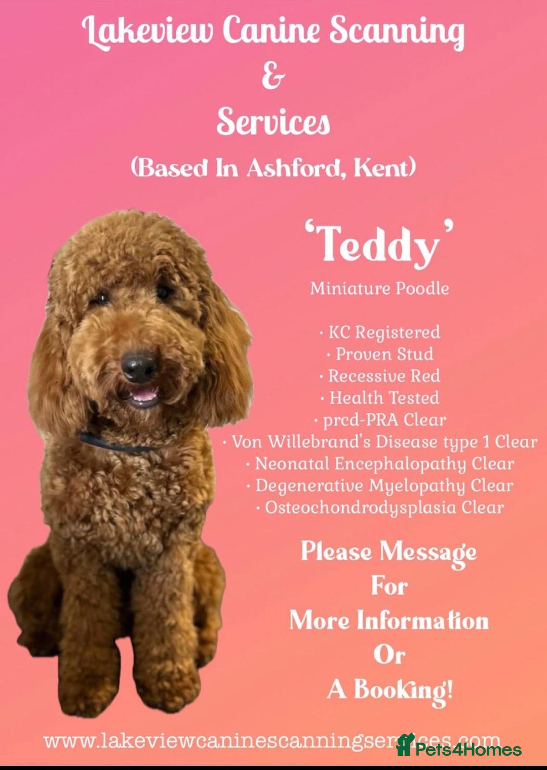 Labradoodle dogs for sale: Real life teddy bears  - Advert 2