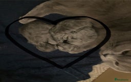 British Shorthair cats for sale: 💙❤️ British shorthair 💙❤️ - Advert 2