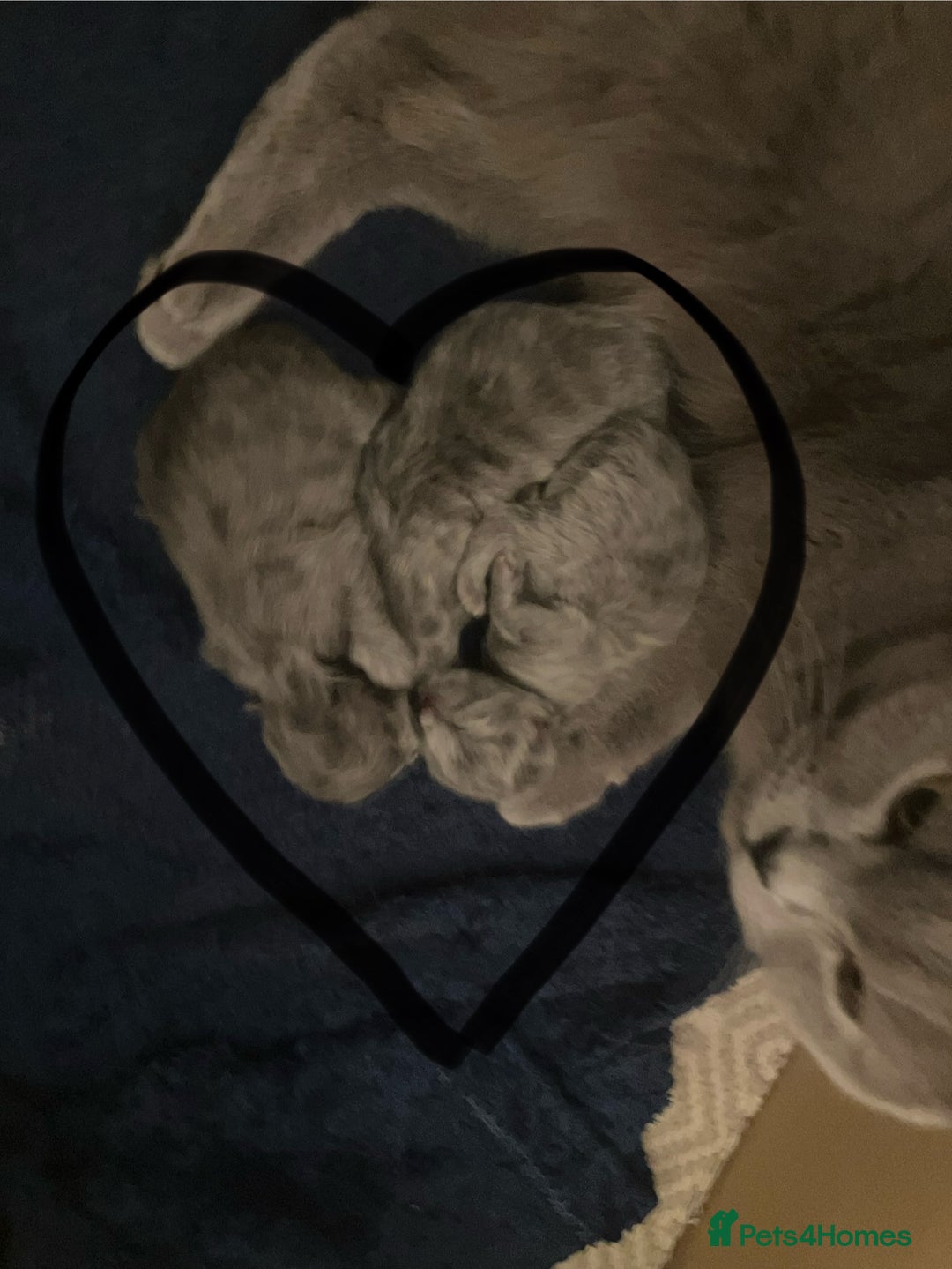 British Shorthair cats for sale: 💙❤️ British shorthair 💙❤️ - Advert 2