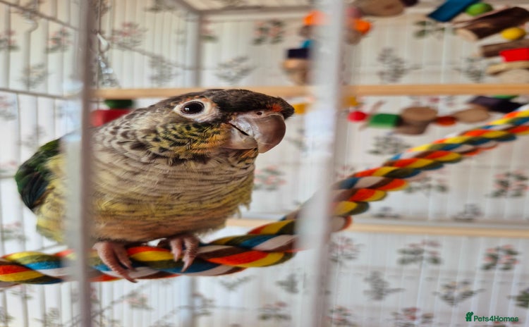 Conures birds 4 Month Old Turquoise Green Cheeked Conure - Advert 2
