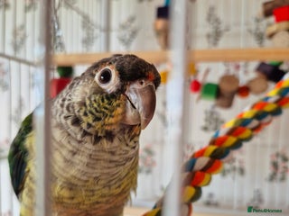 Conures birds for sale: 4 Month Old Turquoise Green Cheeked Conure - Advert 1