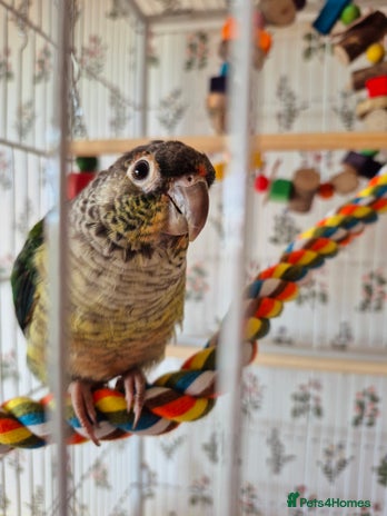 Conures birds 4 Month Old Turquoise Green Cheeked Conure - Advert 2