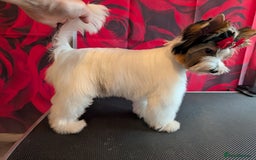 Biewer Terrier dogs for sale: Biewer - Image 18