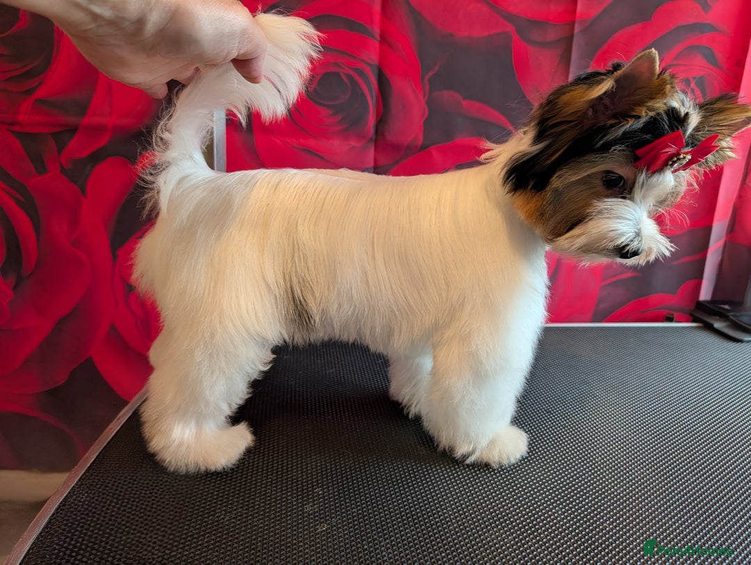 Biewer Terrier dogs for sale: Biewer - Image 18