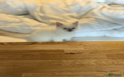 Ragdoll cats for sale: Ragdoll baby boy ready to leave  - Image 2