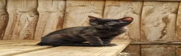 Mixed Breed cats for sale: Beautiful Bengamese kittens  - Advert 6