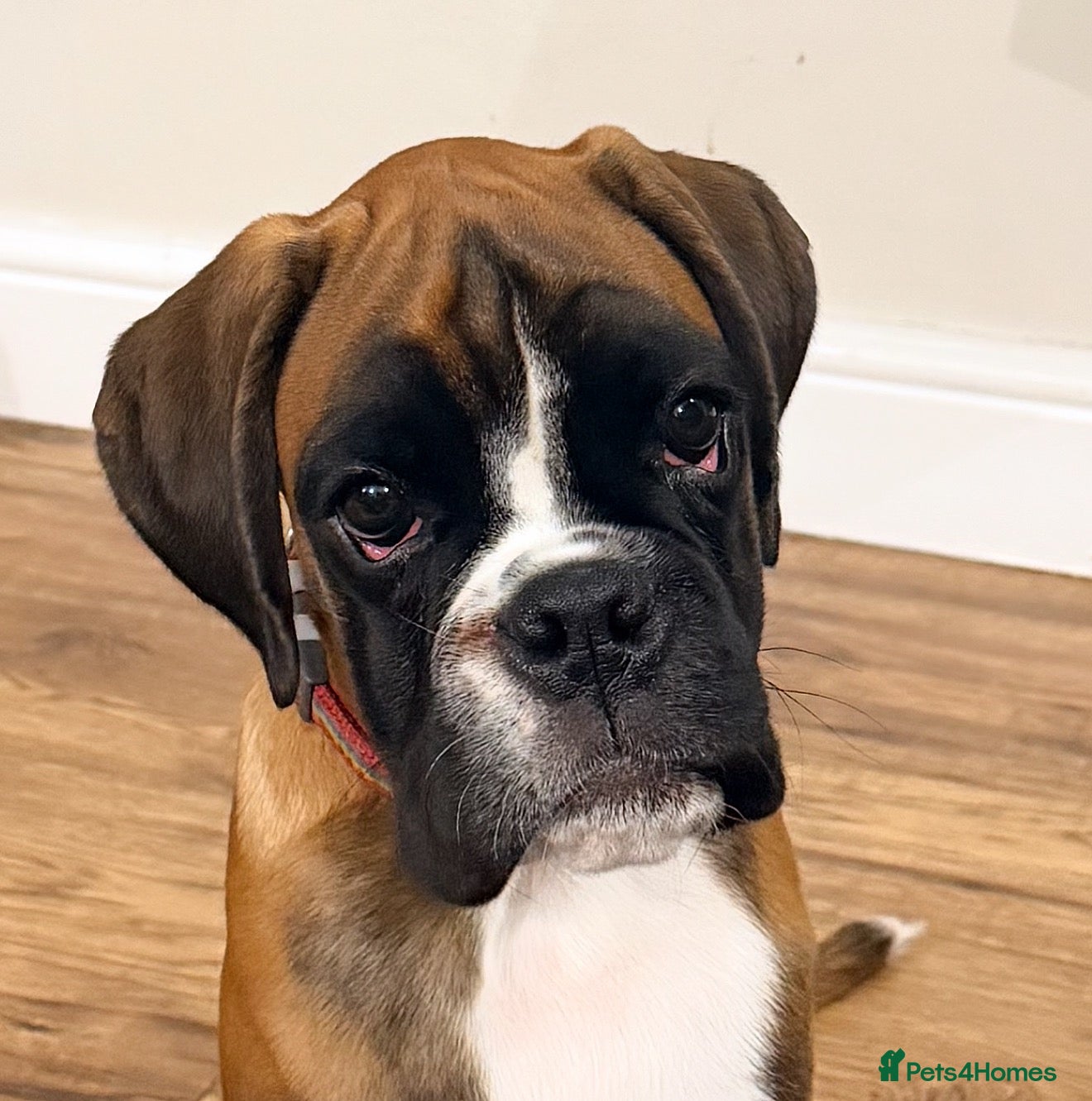 Boxer dogs Kc Beautiful Red boxer female puppy 4 months  - Advert 2