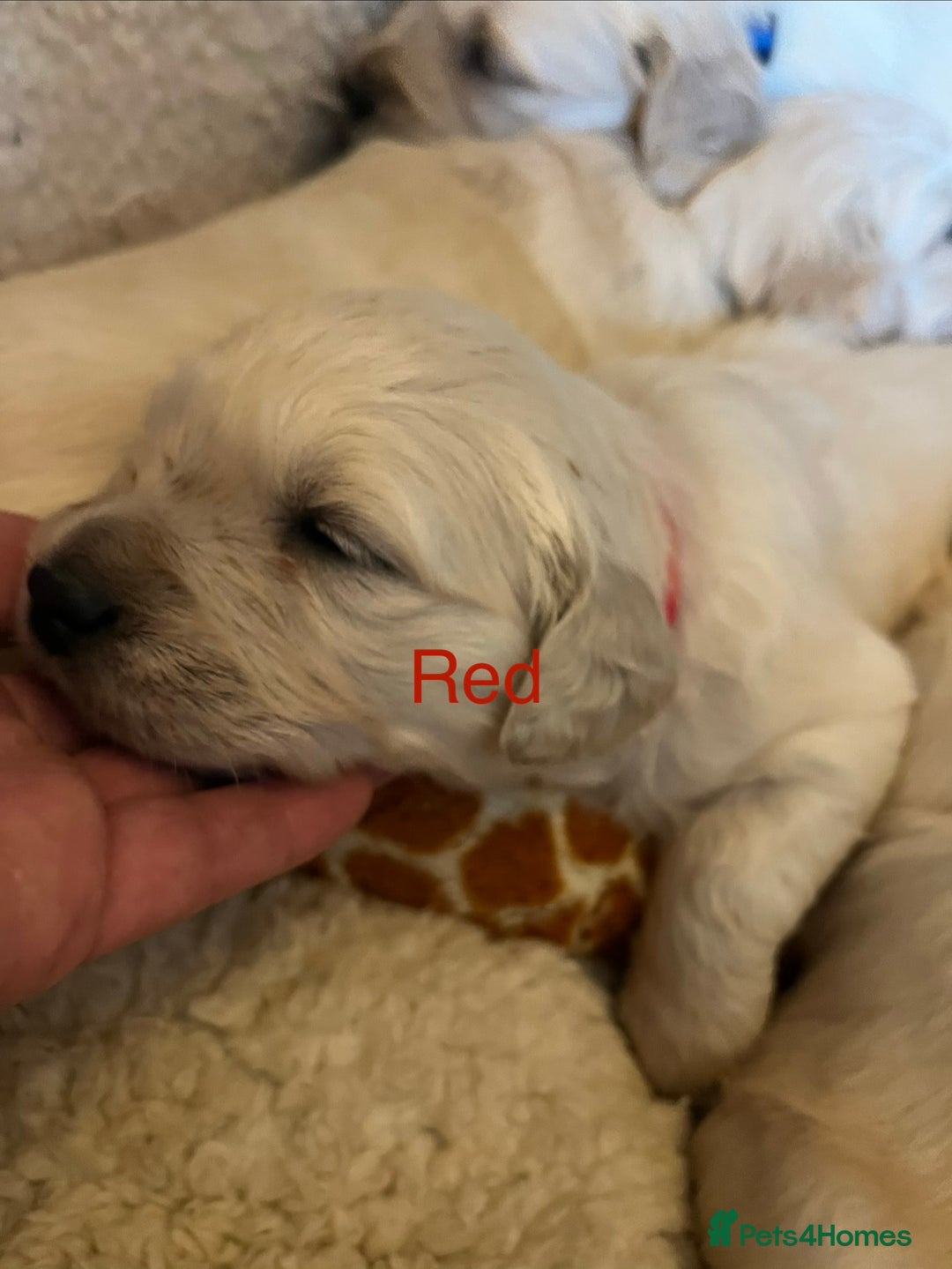 Golden Retriever dogs for sale: KC registered Golden Retriever puppies  - Advert 24