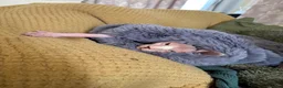 Sphynx cats for sale: 9 month old sphynx male  - Advert 5