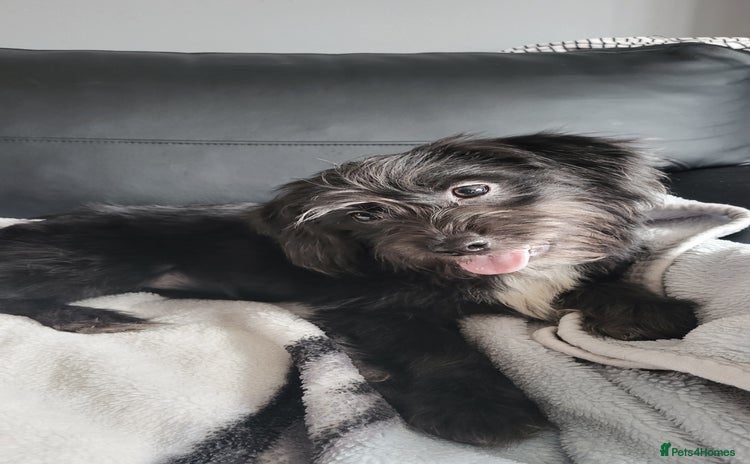 Mixed Breed dogs in Doncaster - Advert 8