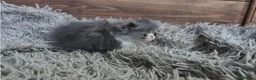 Persian cats for sale: 🐾 Beautiful Persian Kittens 🐾 - Advert 35