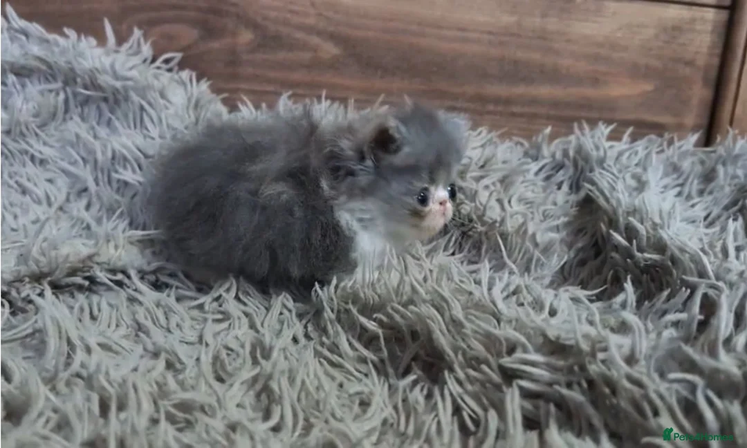 Persian cats for sale: 🐾 Beautiful Persian Kittens 🐾 - Advert 35