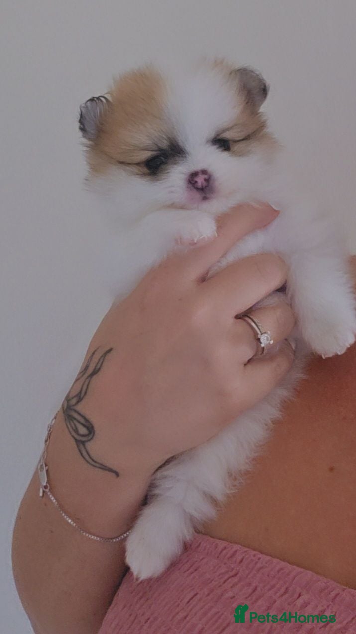 Pomeranian dogs Teddy bears alert! 🐾 🐾 🐾 🐾  - Advert 2
