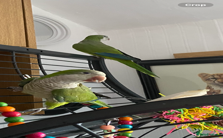 Parrots birds - Advert 12