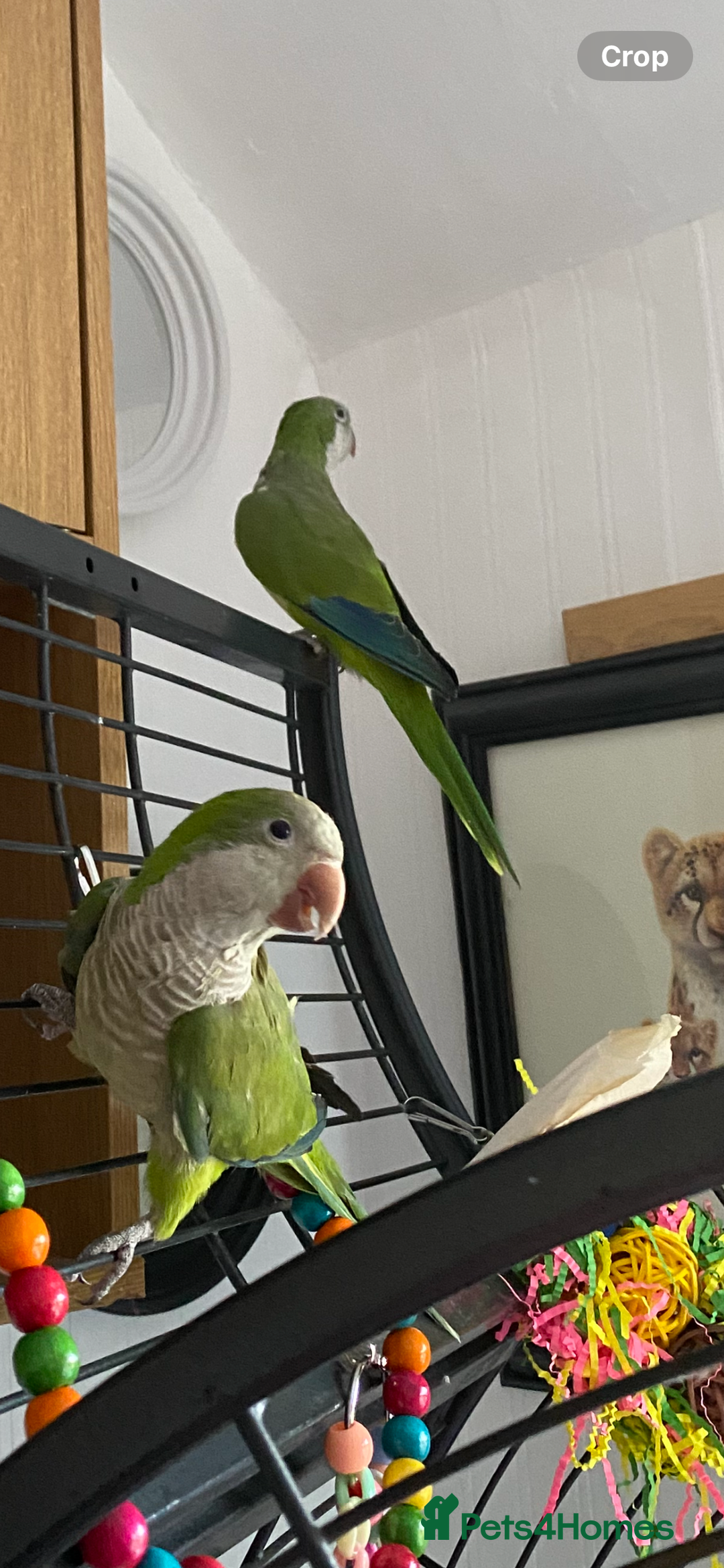Parrots birds for sale: Quaker parrots  - Image 1