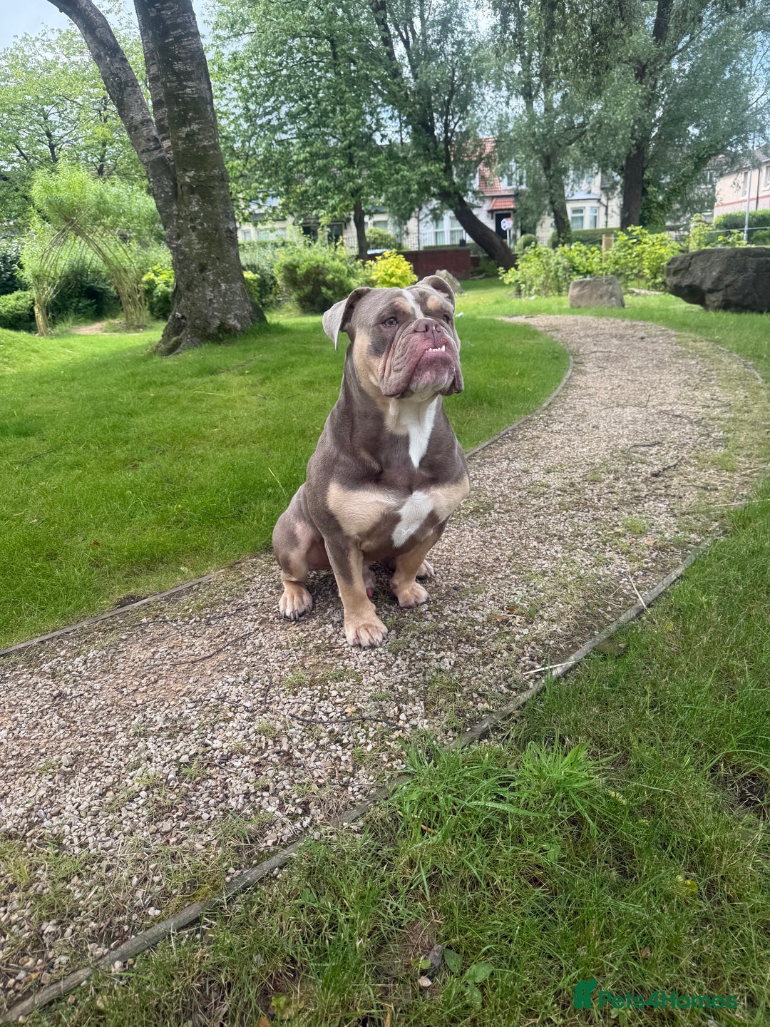 English Bulldog dogs for stud: Pablo - Image 10