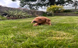 Labrador Retriever dogs for sale: Stunning, KC registered, Fox Red Labrador puppies. - Image 10