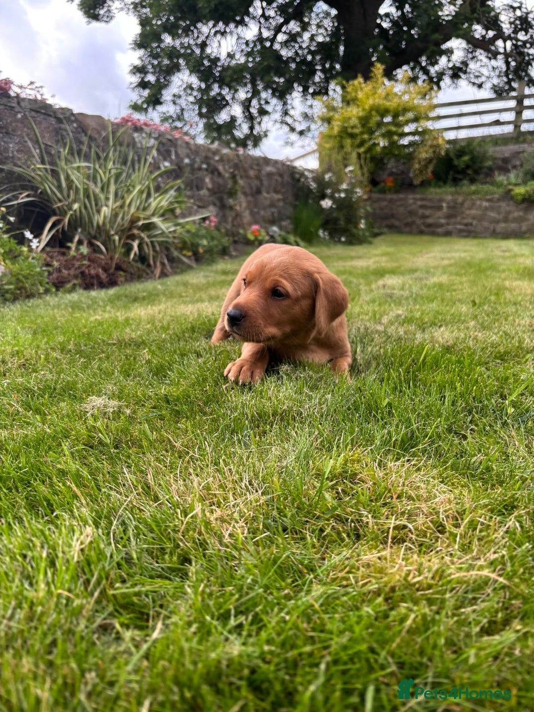 Labrador Retriever dogs for sale: Stunning, KC registered, Fox Red Labrador puppies. - Image 10