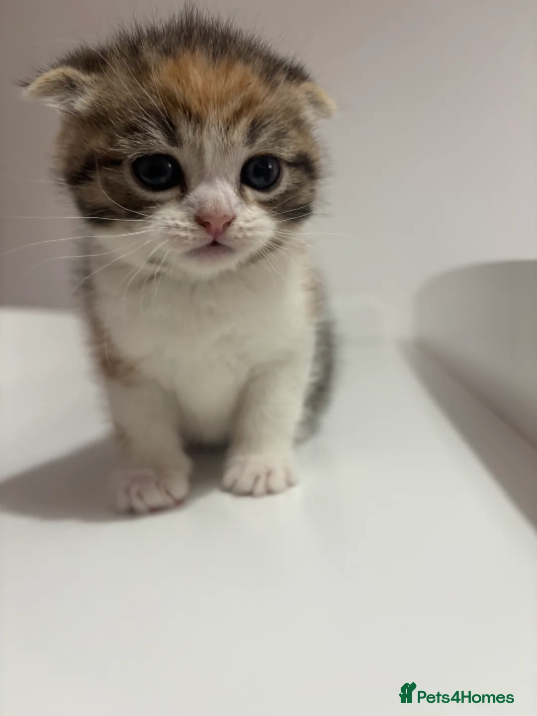 Scottish Fold cats for sale: Scottish fold straight and folded ears - Advert 1