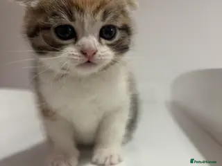 Scottish Fold cats Scottish fold straight and folded ears - Advert 2