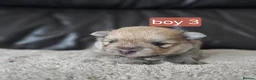 Pomeranian dogs for sale: Beautifull litter of full pomeranians - Advert 13