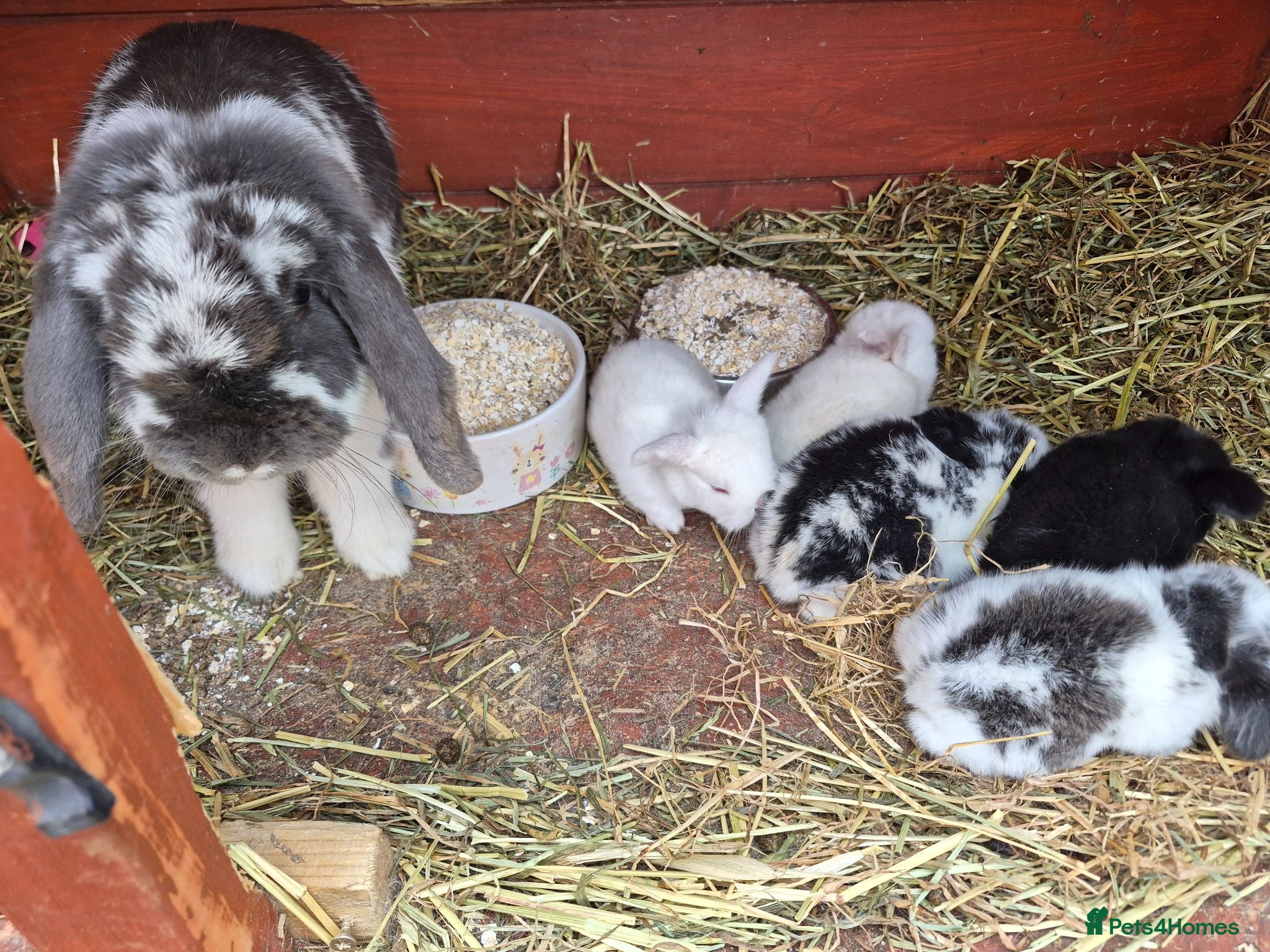 Mini Lop rabbits I have 5 lovely mini lop.ear bunnies  - Advert 1