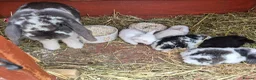 Mini Lop rabbits for sale: I have 5 lovely mini lop.ear bunnies  - Advert 1
