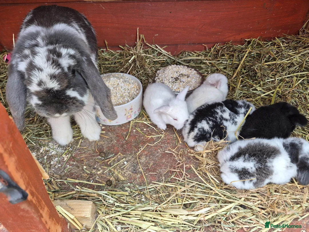 Mini Lop rabbits for sale: I have 5 lovely mini lop.ear bunnies  - Advert 1
