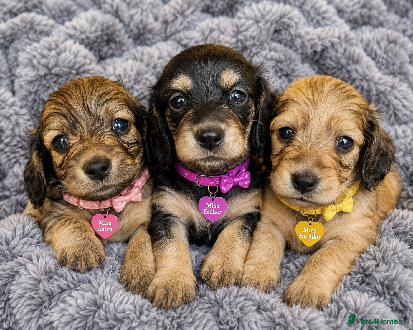 Miniature Dachshund dogs 🌟KC reg.Miniature LH Dachshund Puppies 🌟  - Advert 17