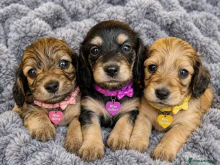 Miniature Dachshund dogs 🌟KC reg.Miniature LH Dachshund Puppies 🌟 - Advert 17