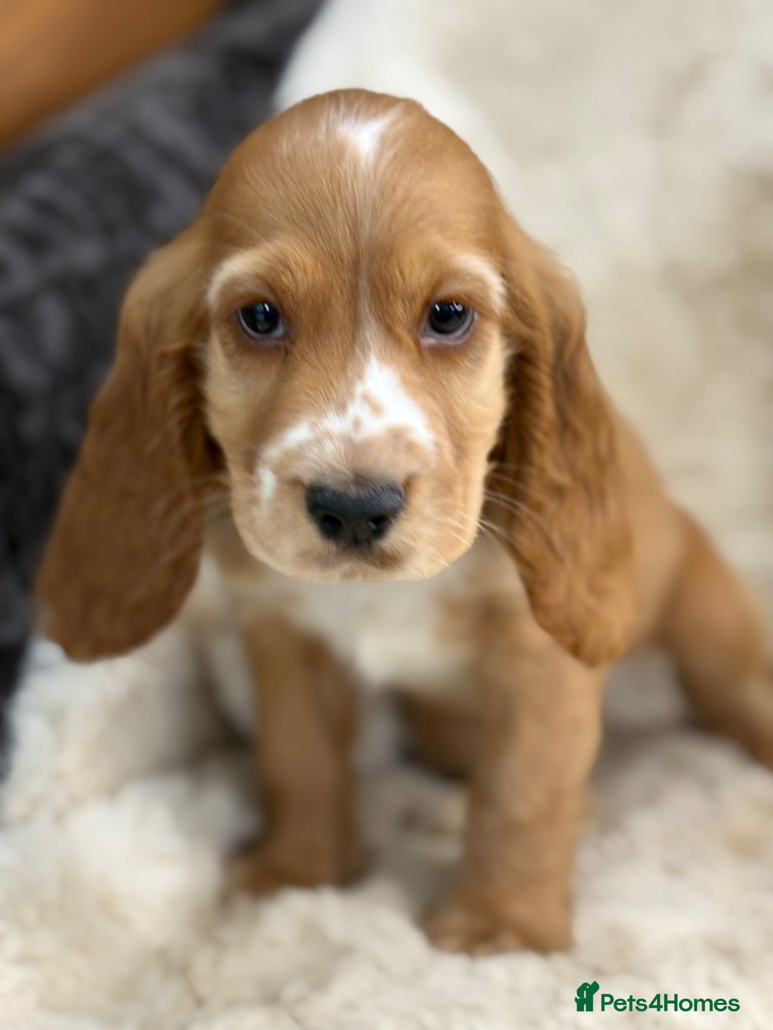 Cocker Spaniel dogs Stunning show cocker spaniel puppies   - Advert 2