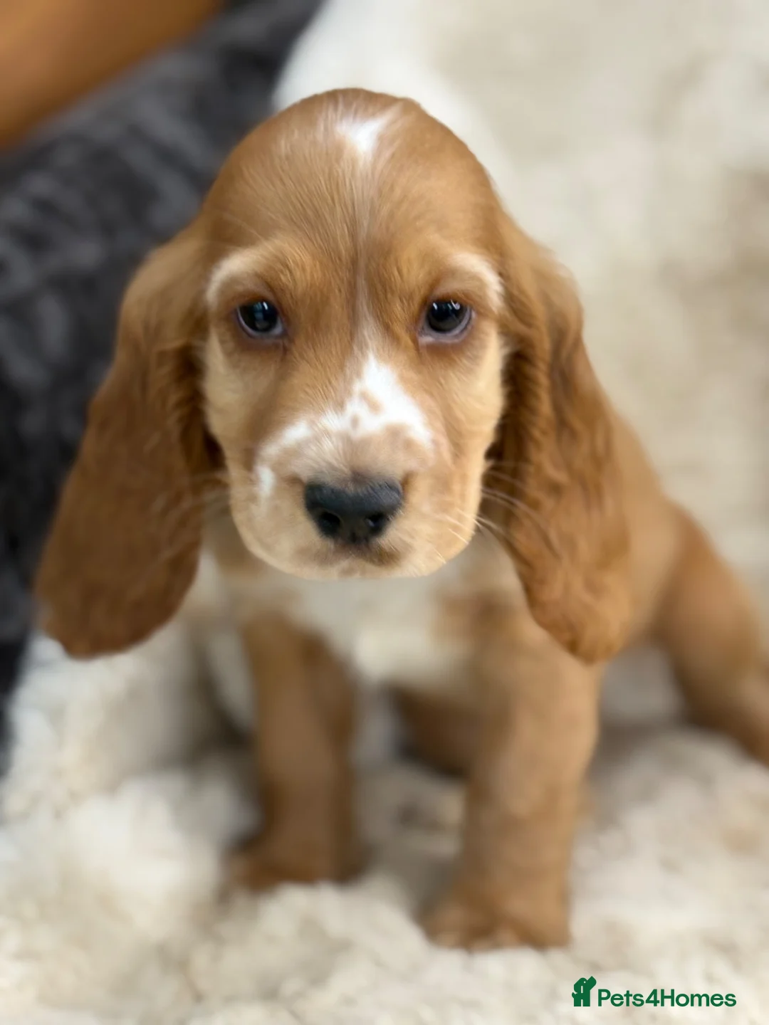 Cocker Spaniel dogs for sale: Stunning show cocker spaniel puppies   - Advert 2