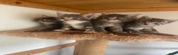 Mixed Breed cats for sale: The kittens are ready for new home  in London - Advert 2