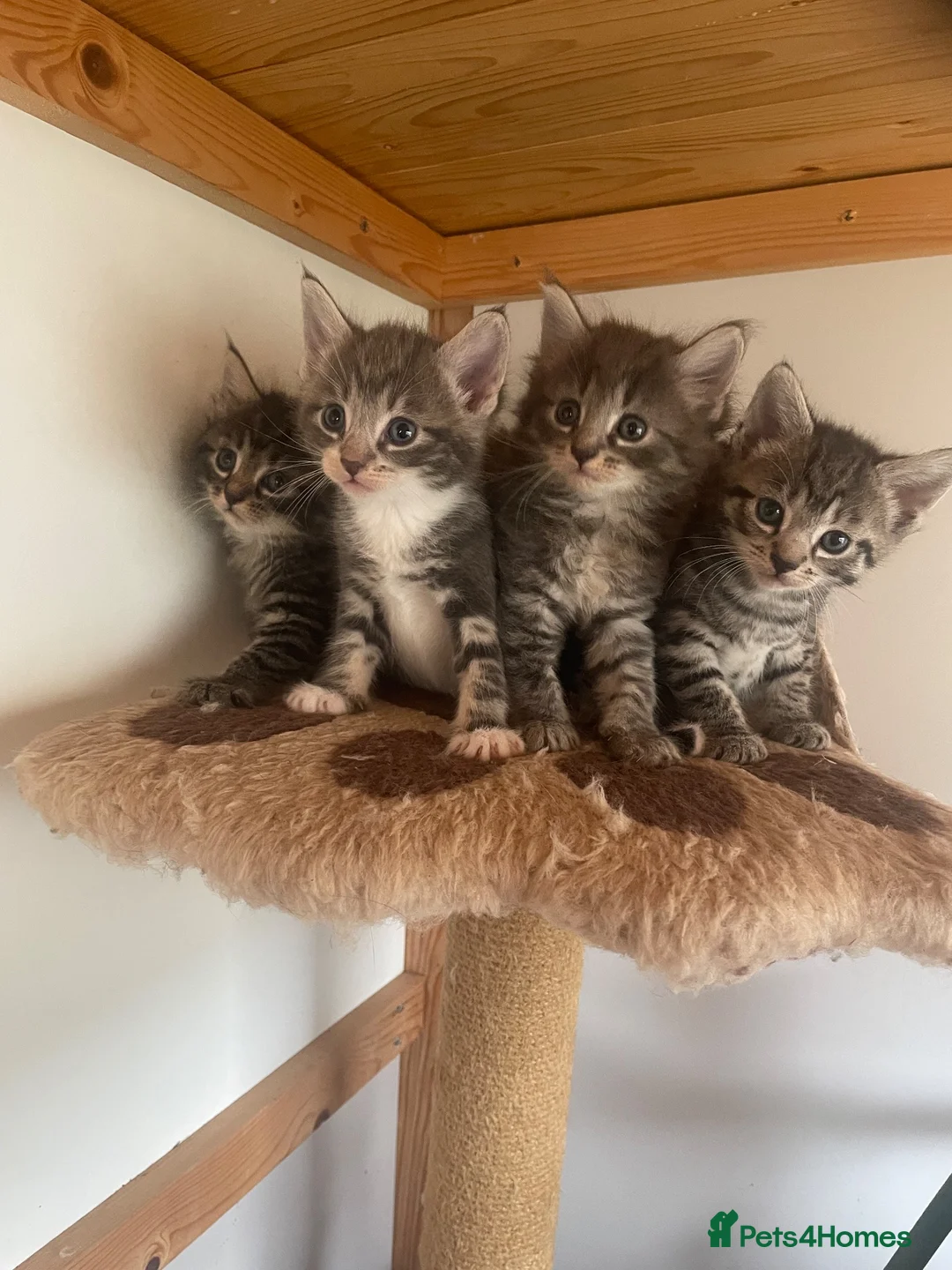 Mixed Breed cats for sale: The kittens are ready for new home  in London - Advert 2