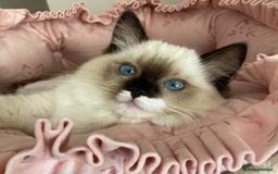 Ragdoll cats for sale: 💜GCCF Family Raised 💜 ragdoll kitten 🐾 - Image 6