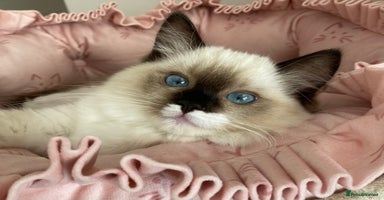Ragdoll cats - Advert 10
