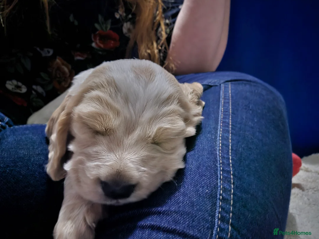 Cocker Spaniel dogs for sale: Cocker Spaniel Puppies (available for veiwing) - Advert 17