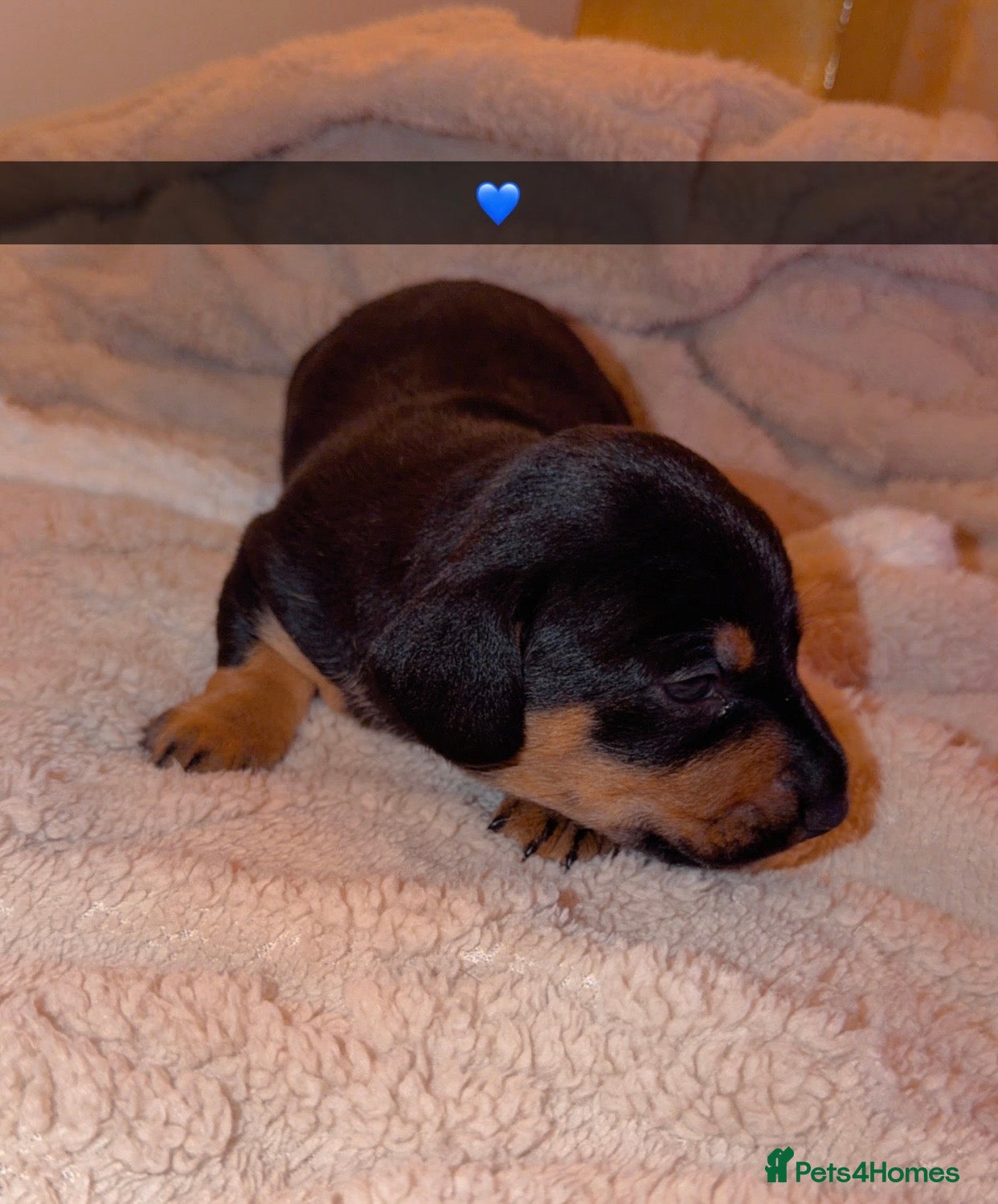 Dachshund Puppy 5