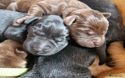 Labrador Retriever dogs for sale: Labrador Retriever Puppies - Image 2