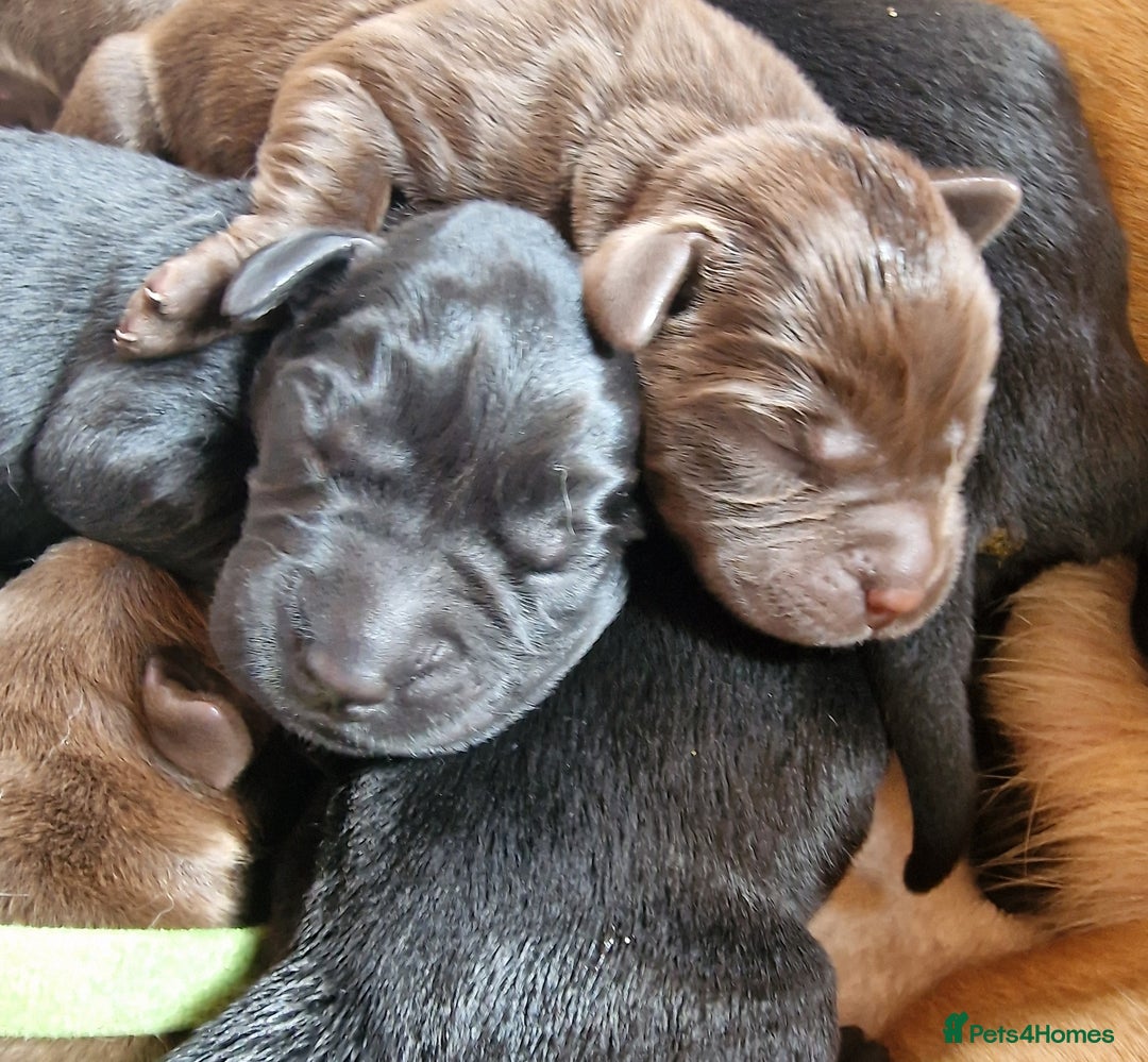 Labrador Retriever dogs for sale: Labrador Retriever Puppies - Image 2