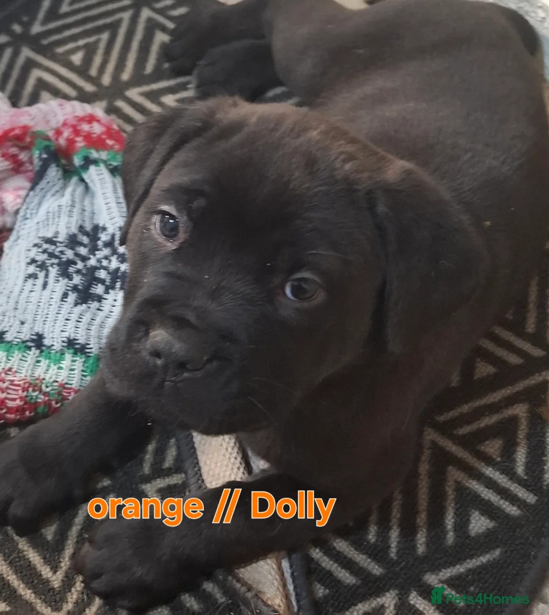 Mixed Breed dogs for sale: Litter of 10 Beautiful, Chunky Puppies - Advert 8