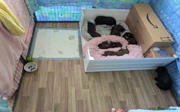 Sprocker dogs for sale: F1 health tested working Sprockers - Image 9