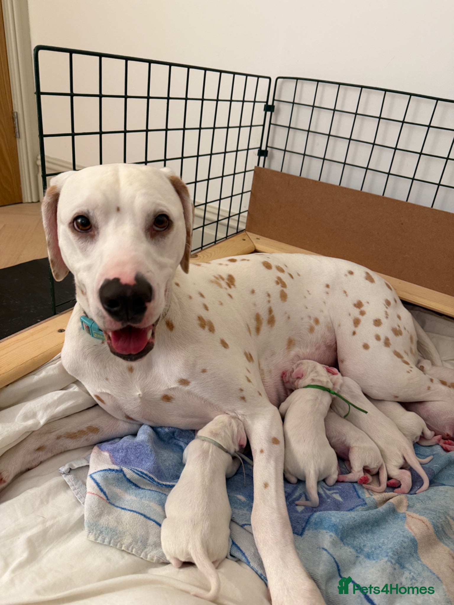 Dalmatian dogs KC Lemon Dalmatian Pups - Advert 4