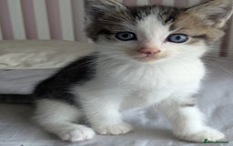 Mixed Breed cats for sale: Beautiful blue eyed kittens - Image 3