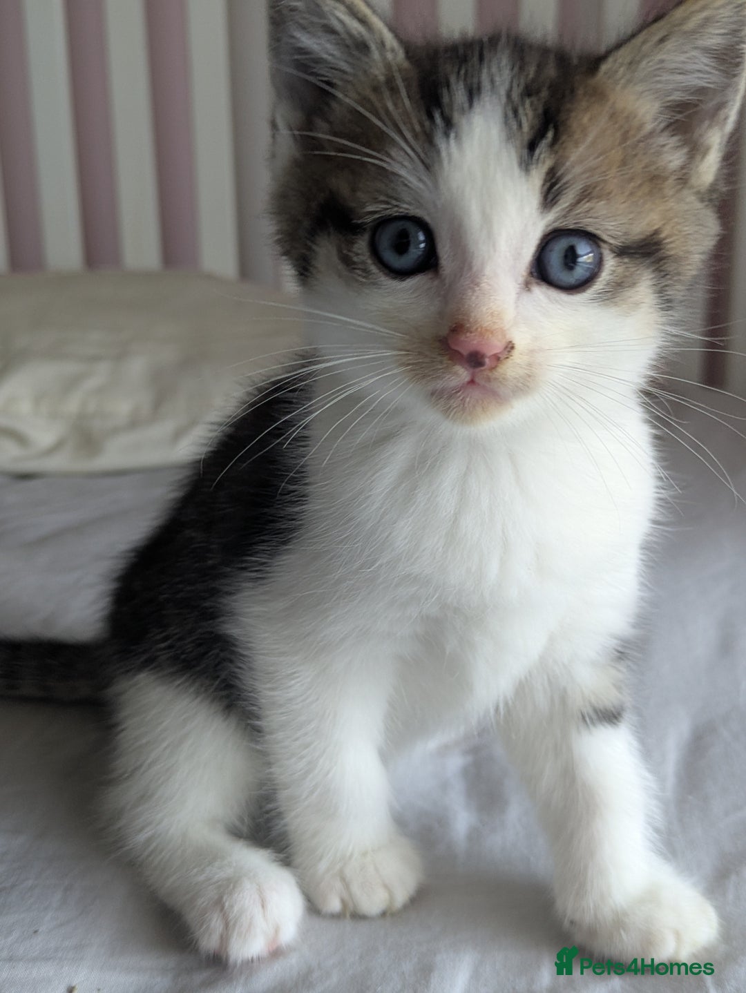 Mixed Breed cats for sale: Beautiful blue eyed kittens - Image 3