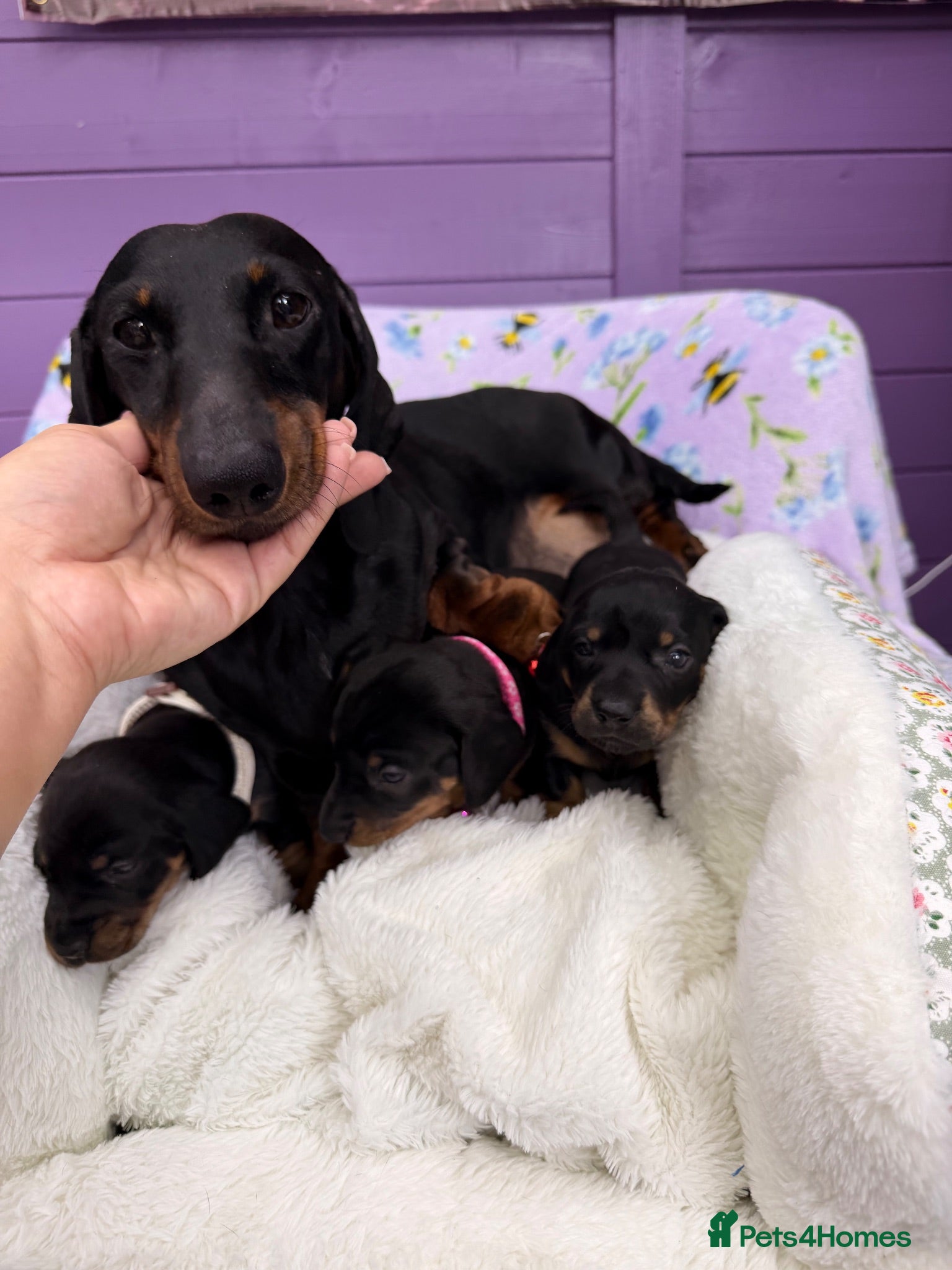 Dachshund dogs 3 adorable standard dachshund girls available  - Advert 2
