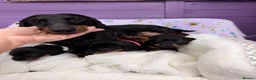 Dachshund dogs for sale: 3 adorable standard dachshund girls available  - Advert 2