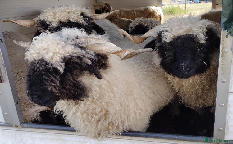 Sheep livestock - Advert 1